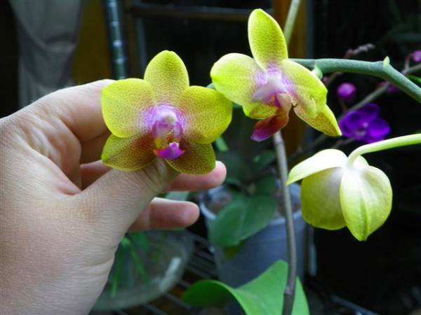 Phal NoID