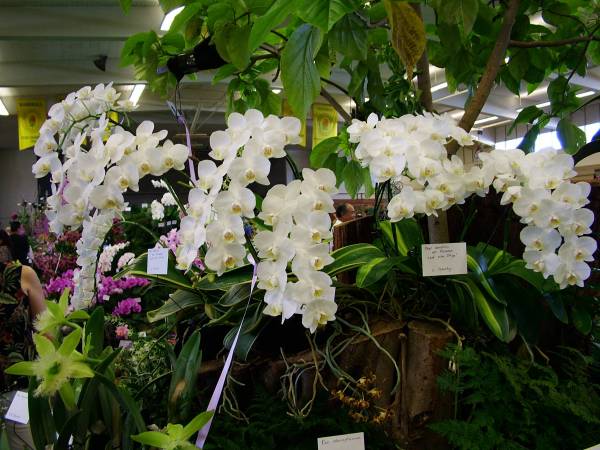 Kunia Orchid Show Display