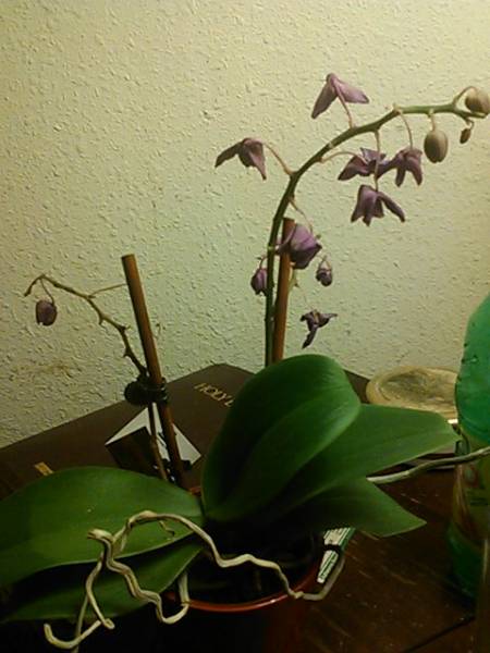 phal 2 spike