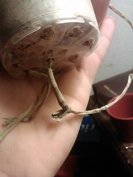 phal bottom roots