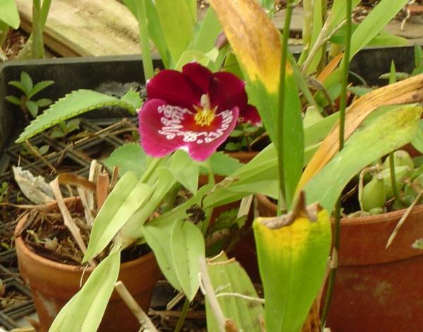 Botanical Orchid Greenhouses 06.13.2009