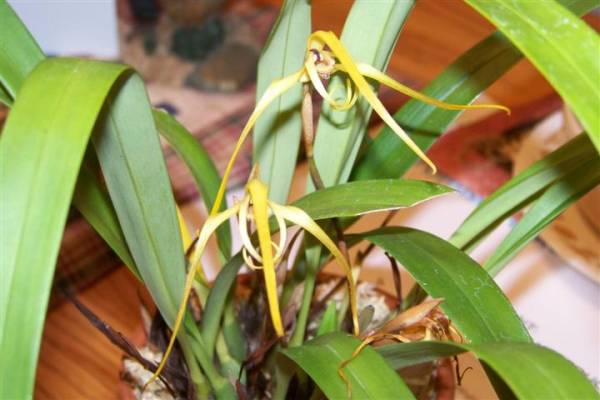 Maxillaria arachnites