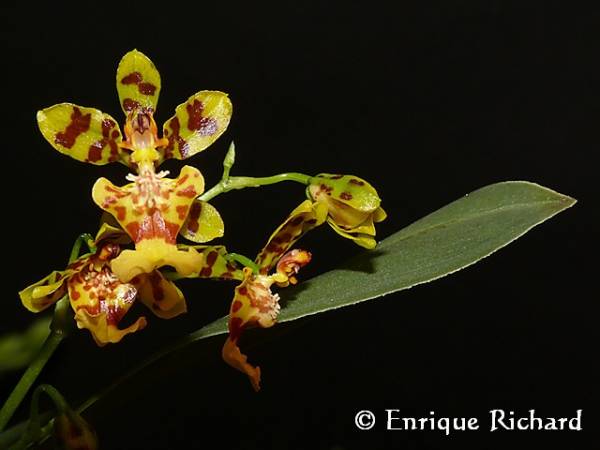 Oncidium cf bracteata