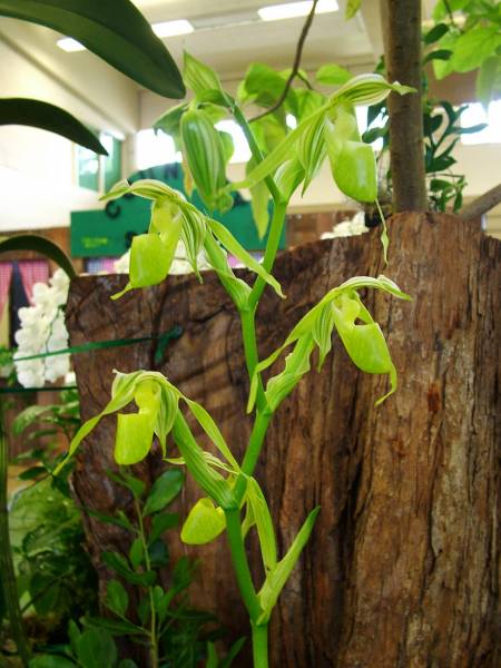 Paph. topperi alba