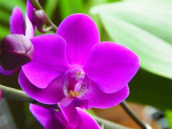 Phal NoID