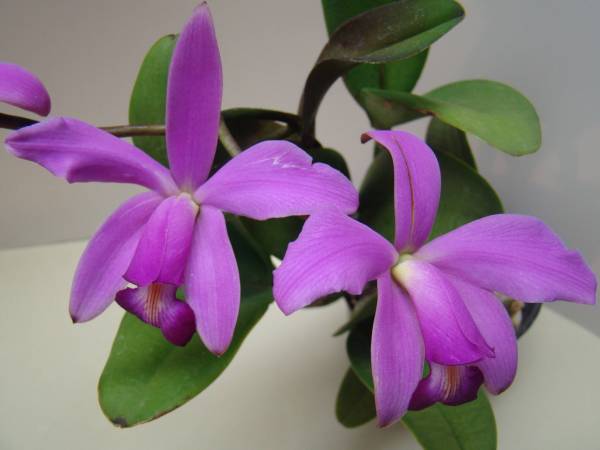 Cattleya violacea