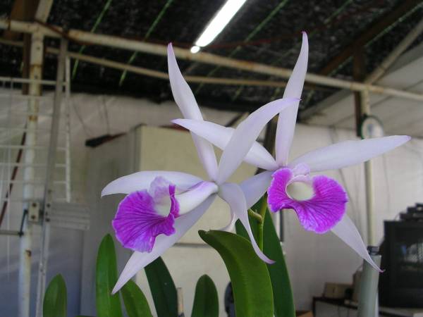 Blc Marge putnum