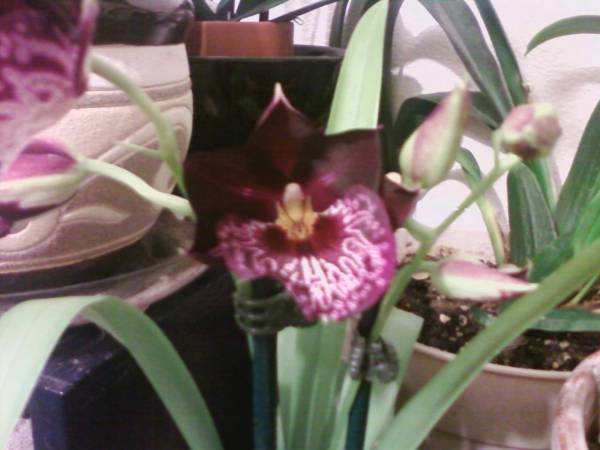 Miltonia orchid