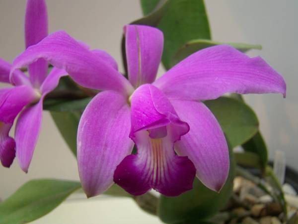 Cattleya violacea