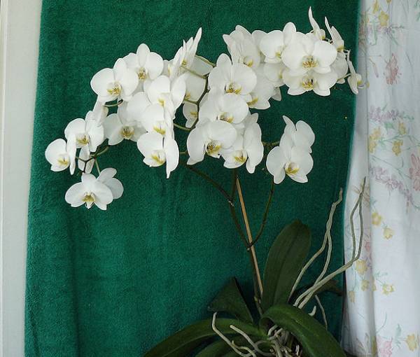 White Phal.