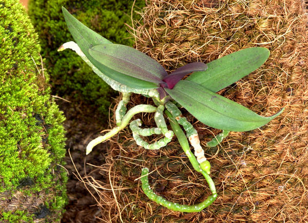 Rynchostylis gigantea 'red'