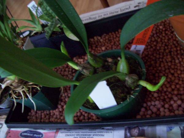 Bulbophyllum essalonatum