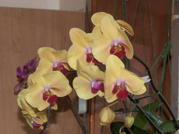 Phal. Shin Yuan 'Golden Beauty'