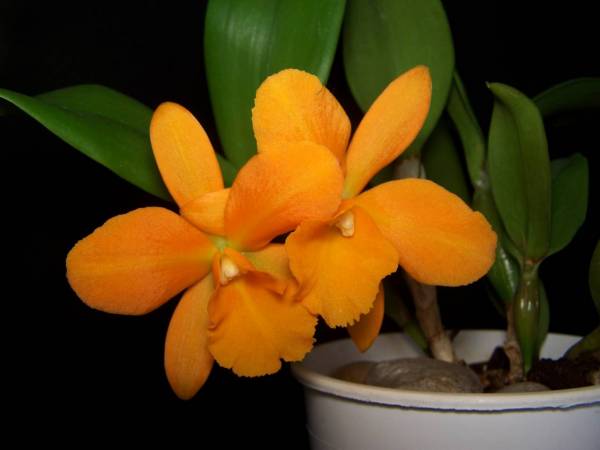 Cattleya NOID