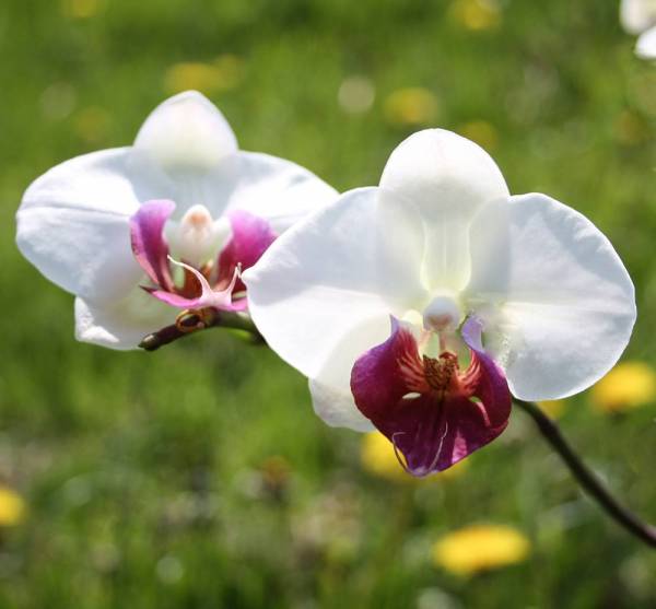 Phalaenopsis Hybrid