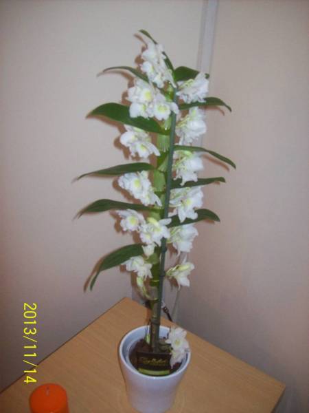 Dendrobium nobile