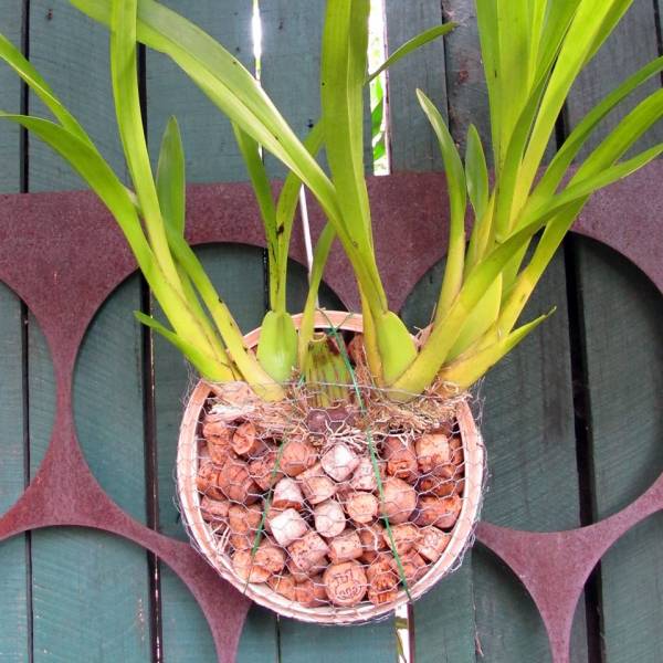 oncidium in steamer