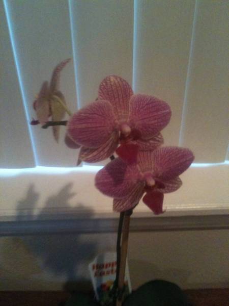 My first orchid