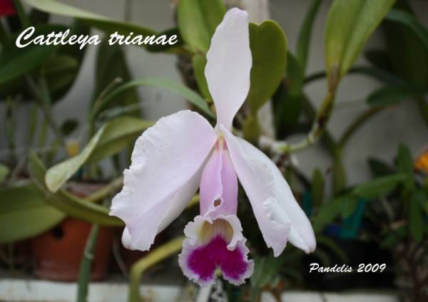 Cattleya trianae