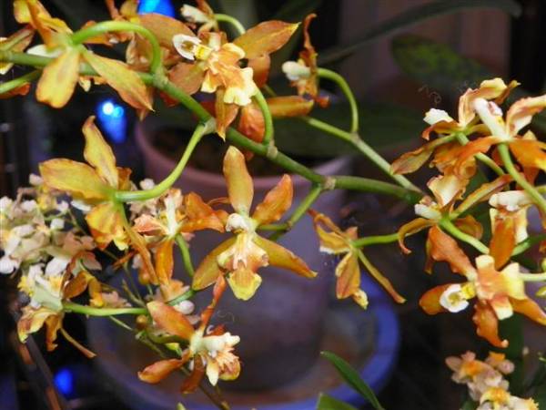 Oncda. Chaculatum 'Golden Pacific'