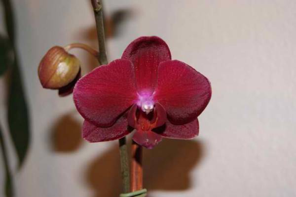 Red phalaenopsis