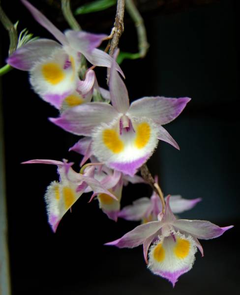 Dendrobium devonianum