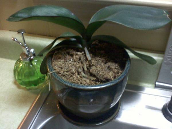 My Orchid