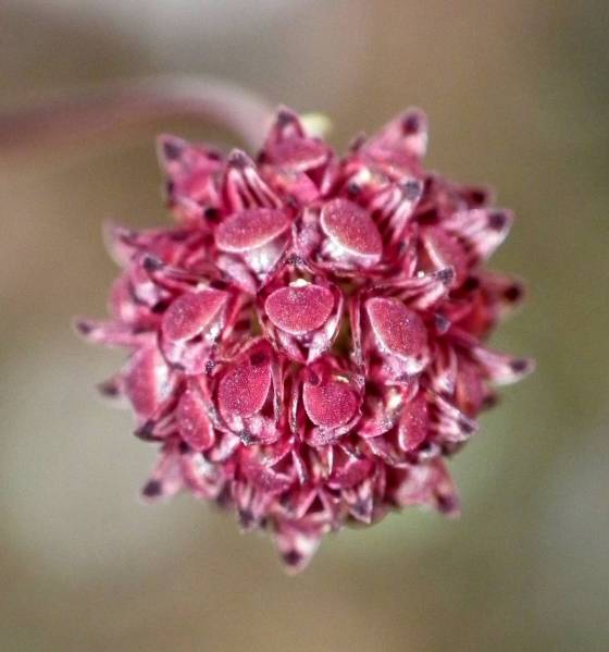 bulbophyllum species pic 1