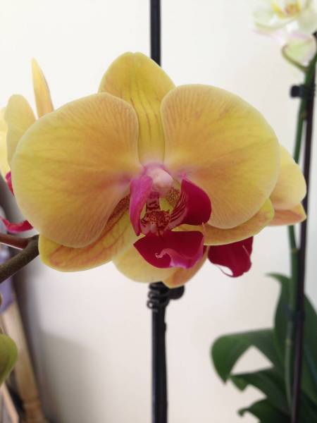 Phal. &quot;Golden Beauty&quot; NOID