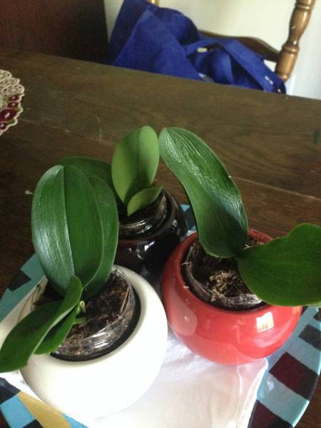 Phal Mini NOIDs