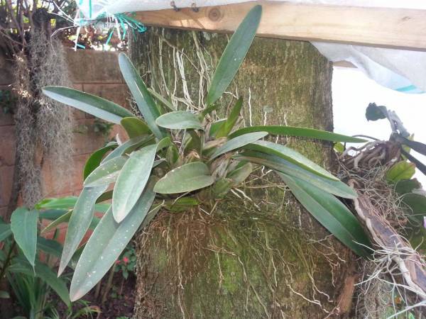 bulbophyllum