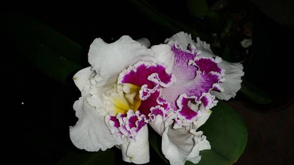 Cattleya