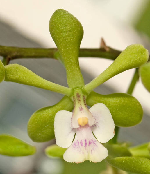 2015 Epidendrum Floribundum close-up