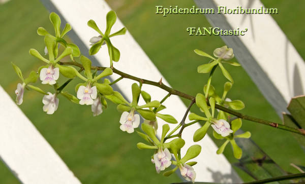 2015 Epidendrum Floribundum spike