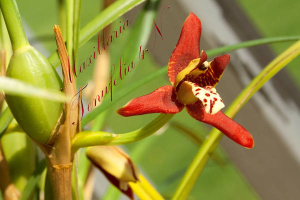 Maxillaria Tenufolia 4N close-up