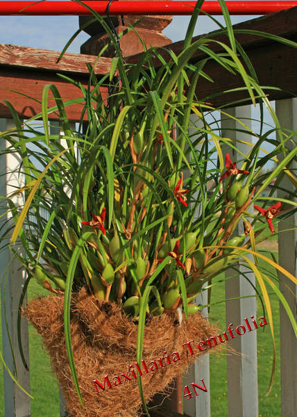 Maxillaria Tenufolia 4N entire plant view