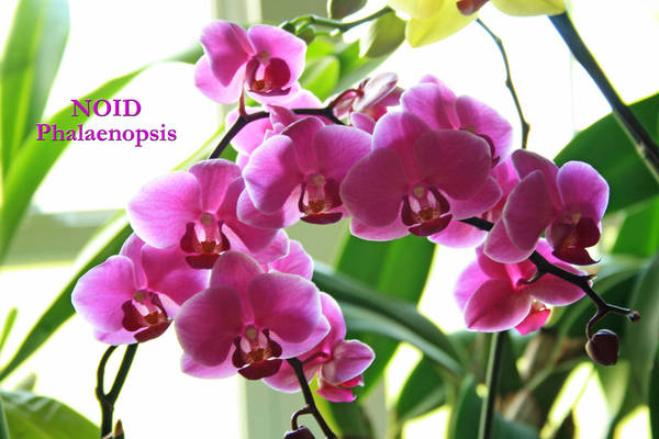 NOID Phalaenopsis