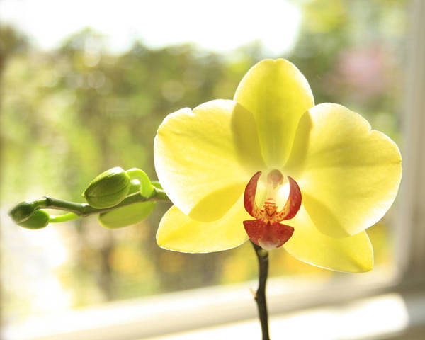 Yellow Phalaenopsis - bright window light