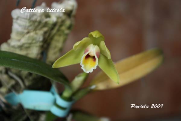 Cattleya luteola