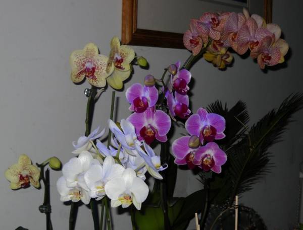 My small collection of orchids