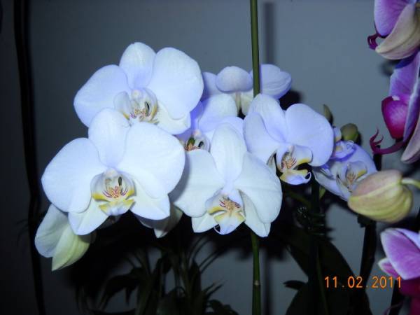 My small collection of orchids