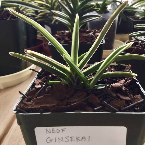 Neofinetia Ginsekai