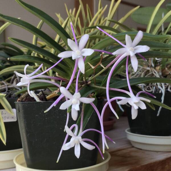 Neofinetia Mangekyo