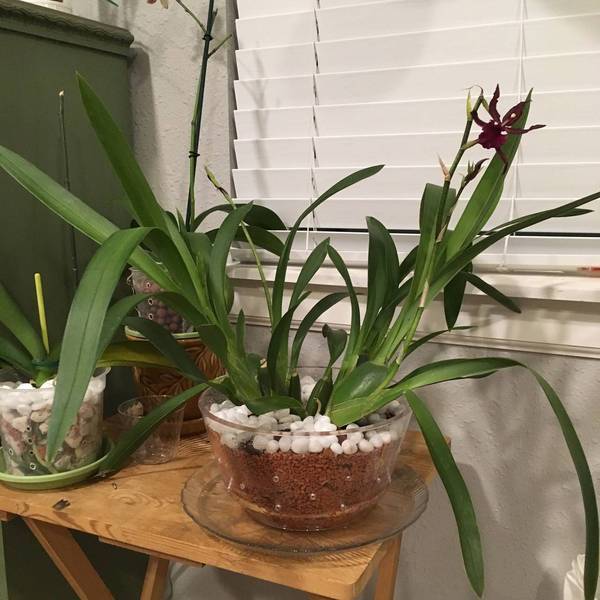 Homemade Acrylic Orchid Pot