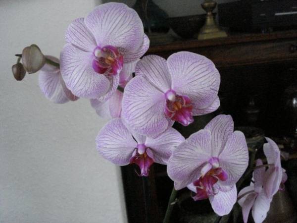 Phalaenopsis