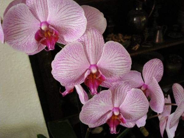 Phalaenopsis