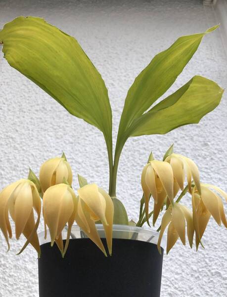 Sudamerlycaste peruviana