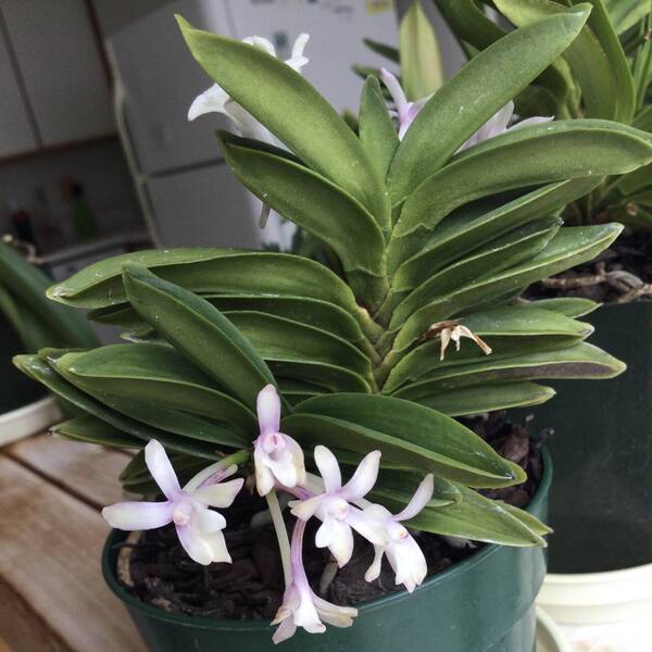 Neofinetia Tengyokuho