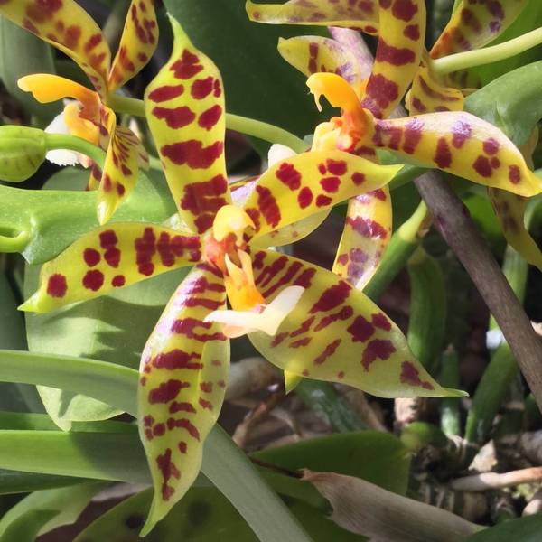 Phal. Borneensis