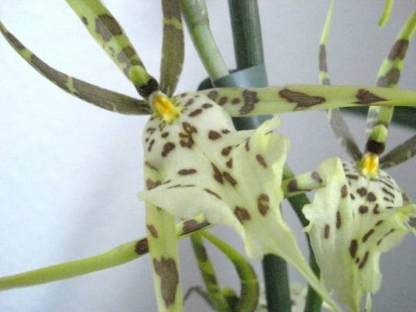 Cambria/Brassia Shooting Star